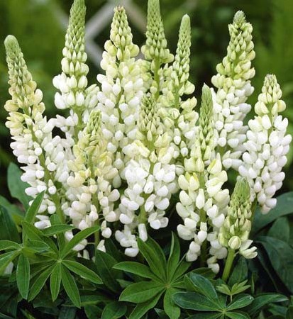 White Lupine seed